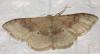 Idaea degeneraria